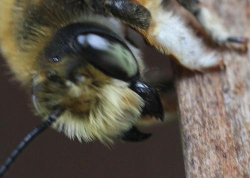 Megachile willughbiella